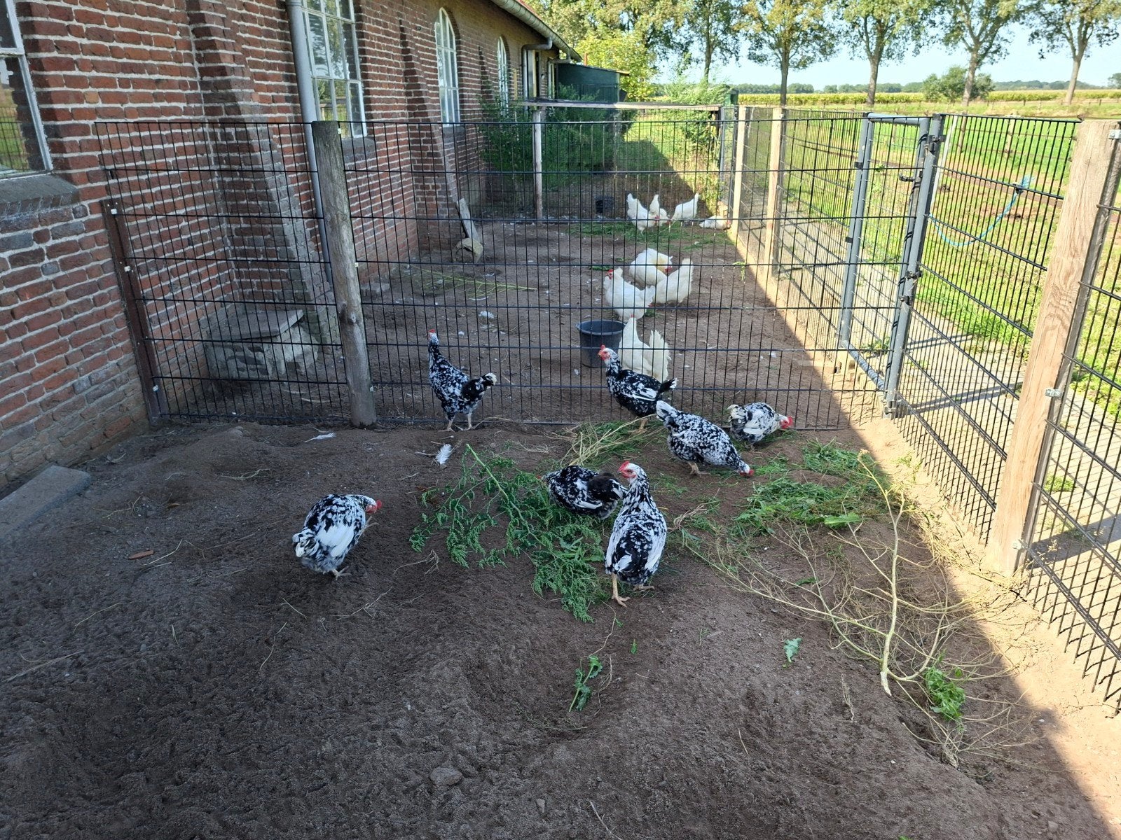 pita Pinta Asturiana kippen, Dieren en Toebehoren, Vrouwelijk, Kip