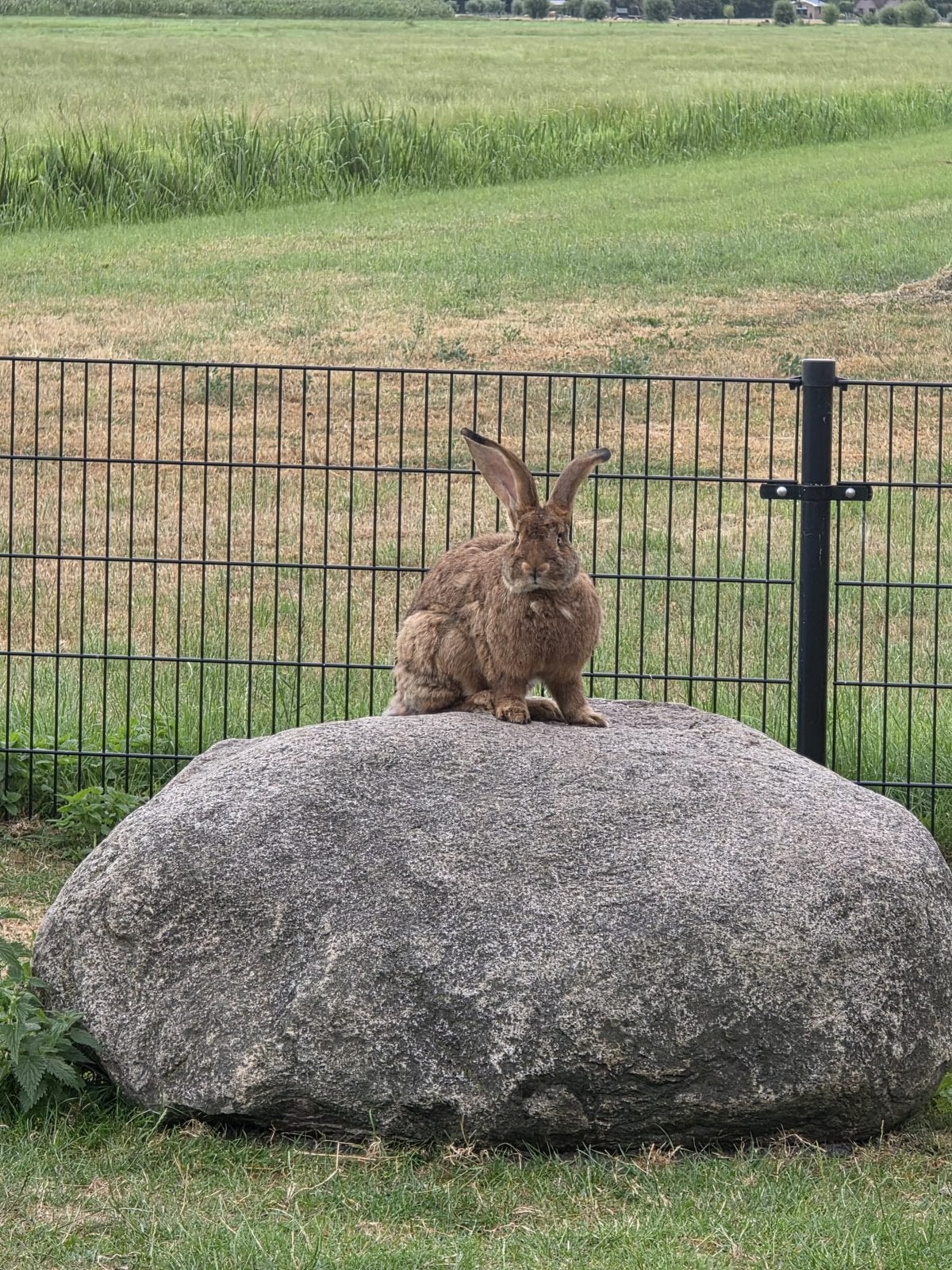 Twee prachtige lieve vlaamse reuzen, Dieren en Toebehoren, Konijnen, Mannelijk, Groot