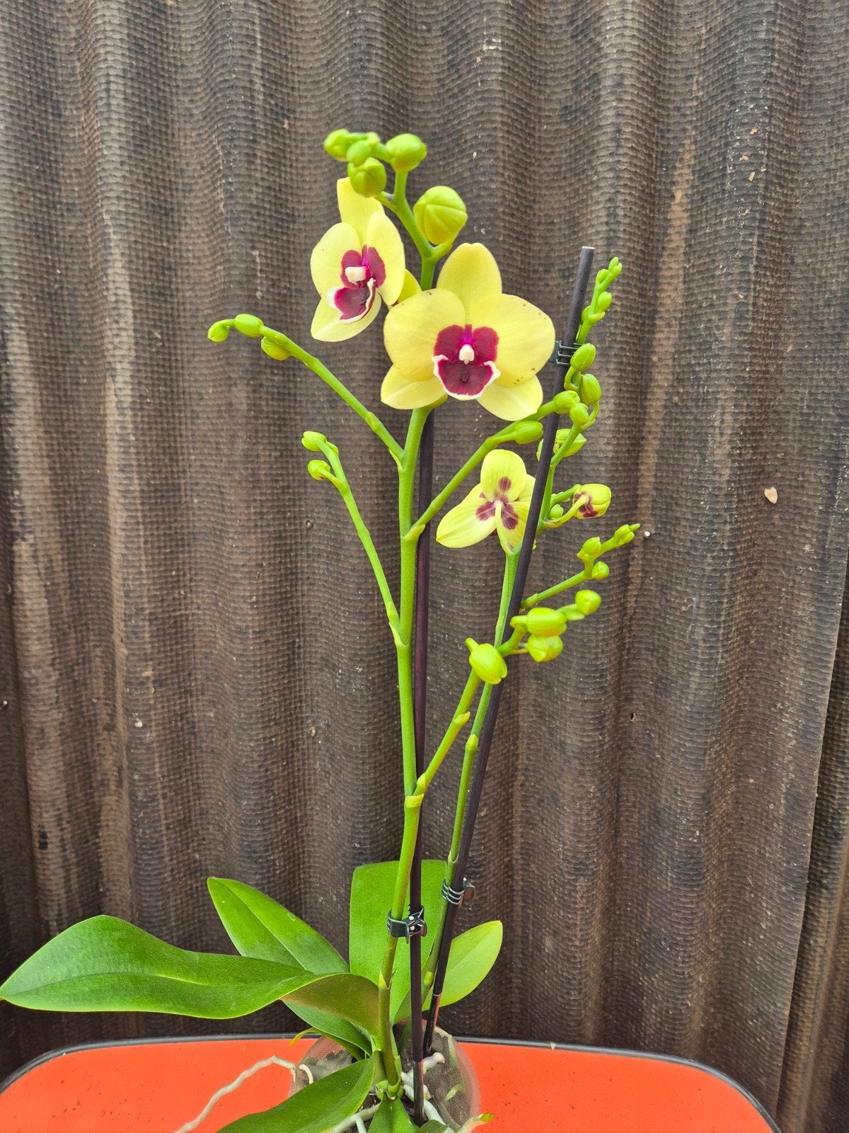 Orchidee Phalaenopsis Yellow Dark Eye p12 (1), Ophalen of Verzenden, Halfschaduw, Minder dan 100 cm