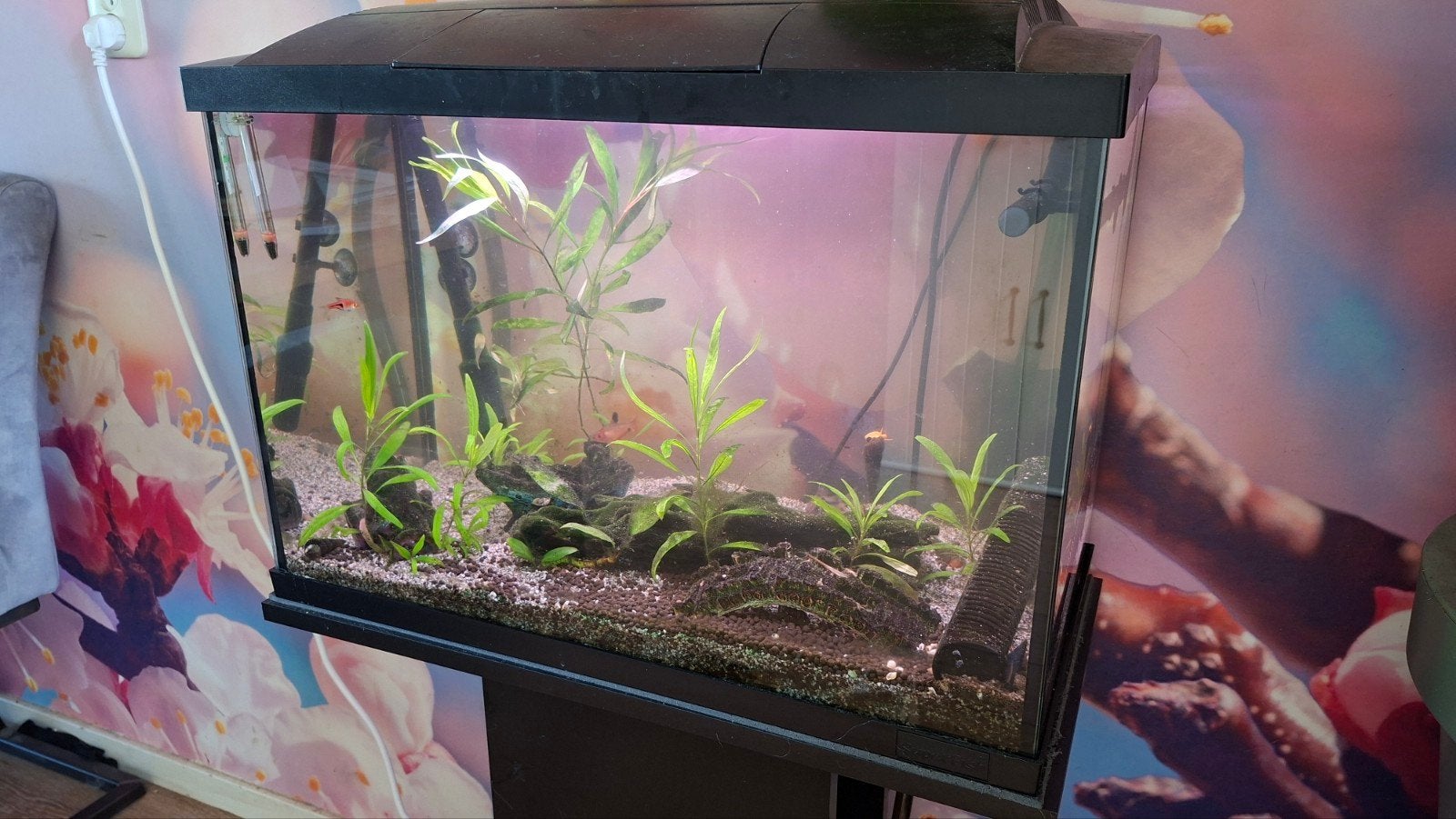 Superfish 60x30x30cm (54L) aquarium, Ophalen, Inclusief vissen, Gevuld zoetwateraquarium, Superfish