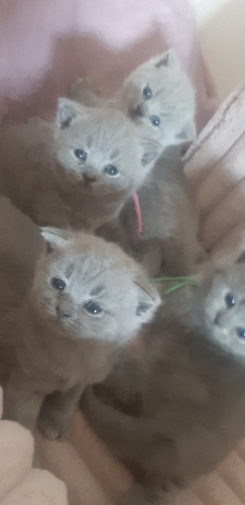 Britse Korthaar kittens uit gezondheidsgesteste ouderdieren., Poes, Met stamboom, 0 tot 2 jaar