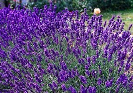 Lavendel, munstead i, Volle zon, Vaste plant, Zomer, Ophalen