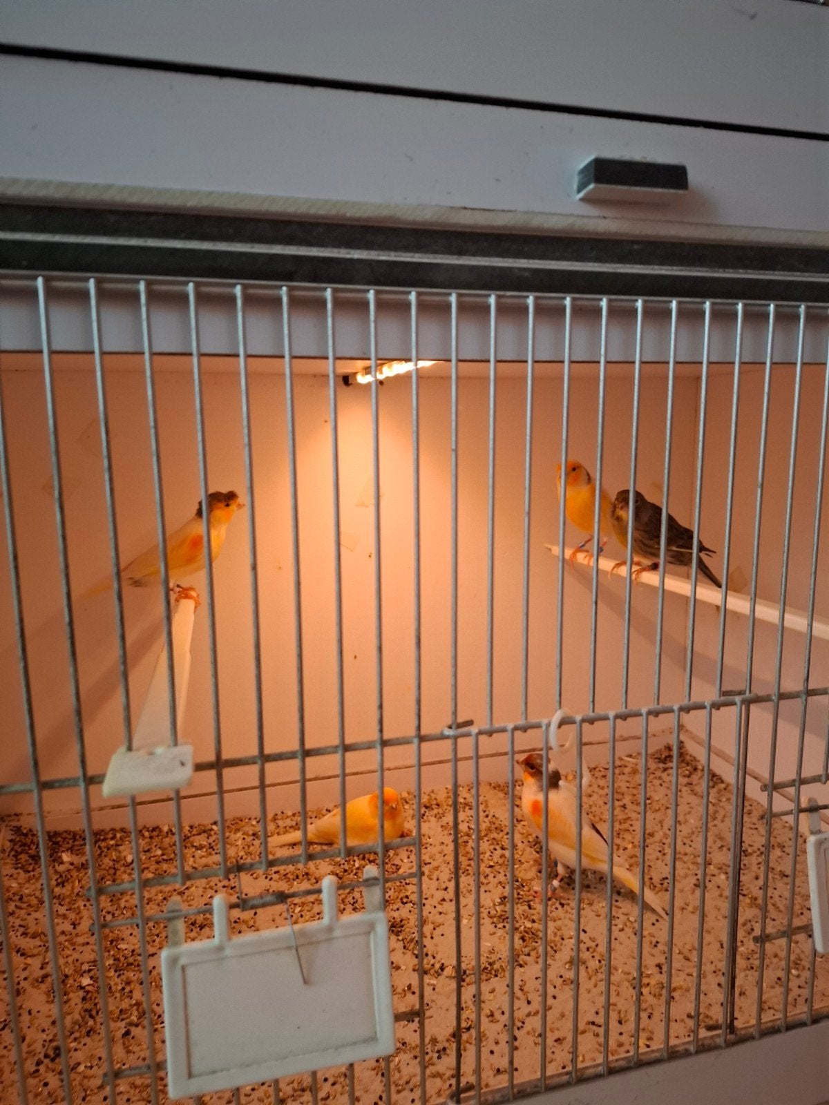 Harlekijn kanaries, Dieren en Toebehoren, Vogels | Kanaries