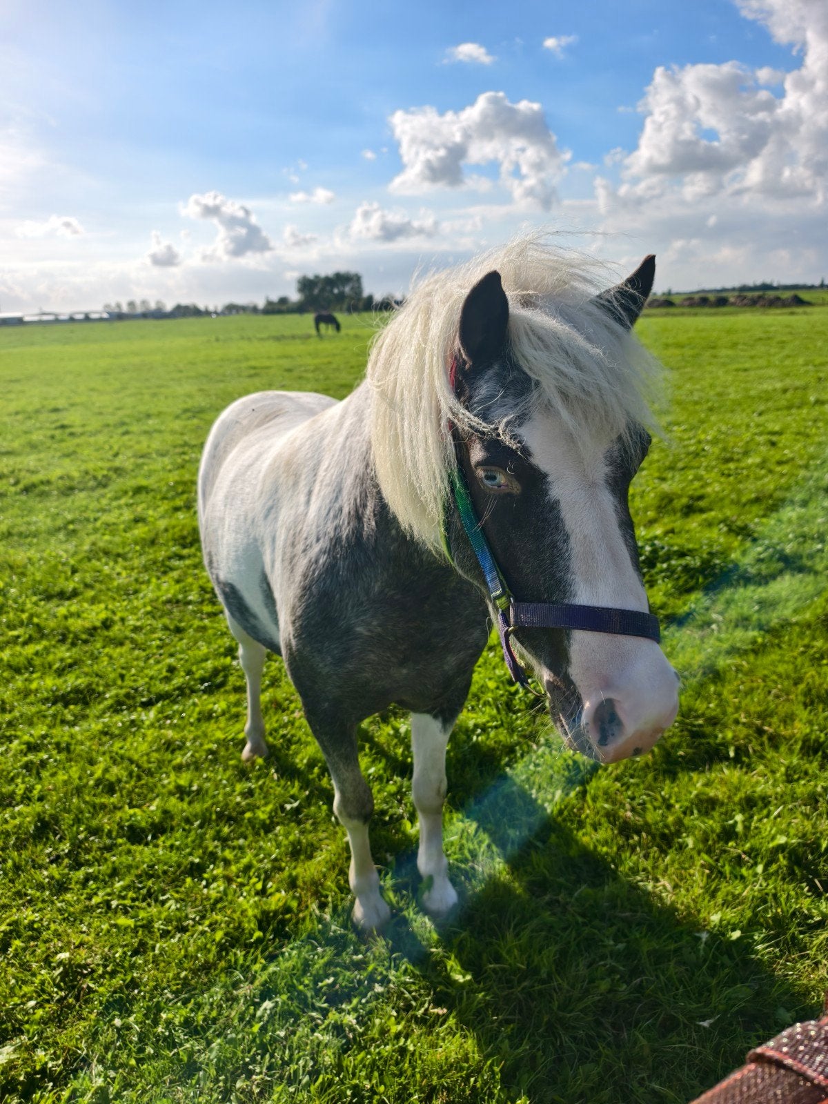 Mooie, jonge, lieve merrie Luana, Dieren en Toebehoren, Merrie, Onbeleerd, Met stamboom, 3 tot 6 jaar