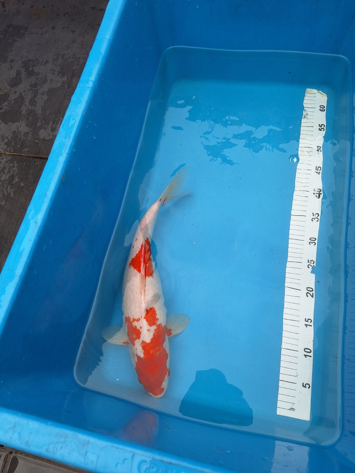 Koi karper, Dieren en Toebehoren, Karper of Koi