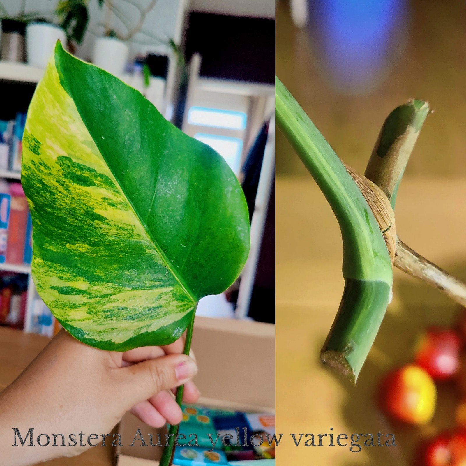 Monstera Aurea yellow variegata stek, Huis en Inrichting, Kamerplanten, Ophalen, Halfschaduw, Minder dan 100 cm