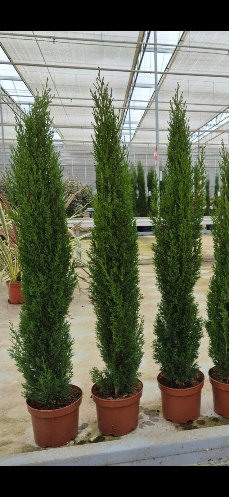 Italiaanse cipres, Cupressus sempervirens TOTUM, Ophalen, Overige soorten, Volle zon