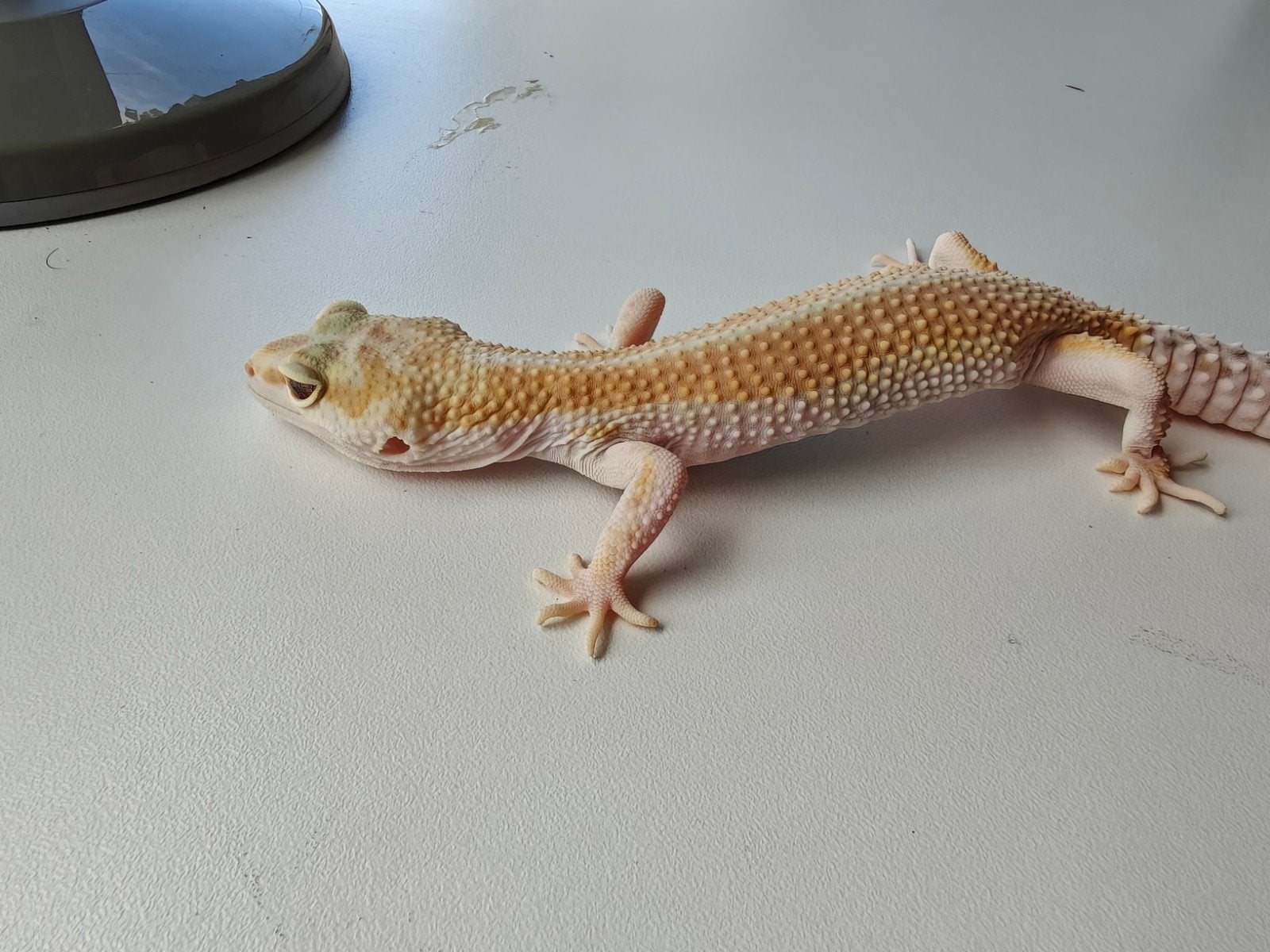 Lichte luipaardgekko te koop Leopard Gecko photo 4