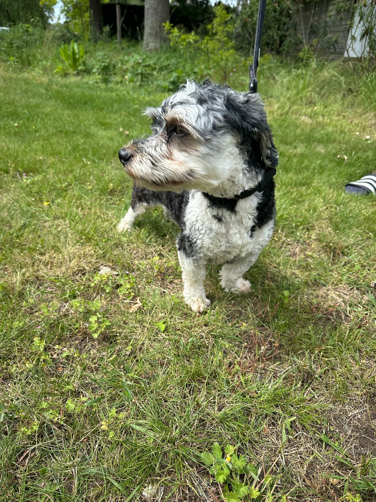 Lief gezelschapshondje, 1 tot 2 jaar, Eén hond, Nederland, Particulier