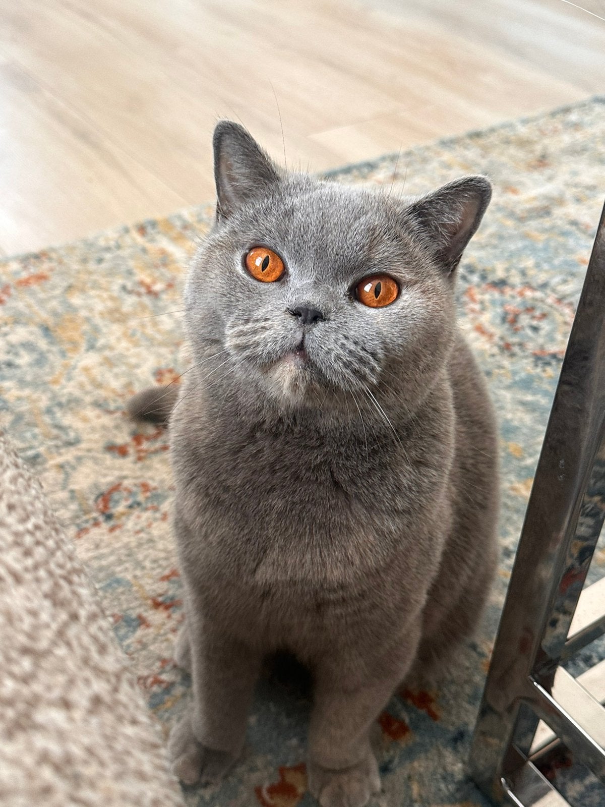 Prachtige Britse Korthaar Poes Te Koop, Dieren en Toebehoren