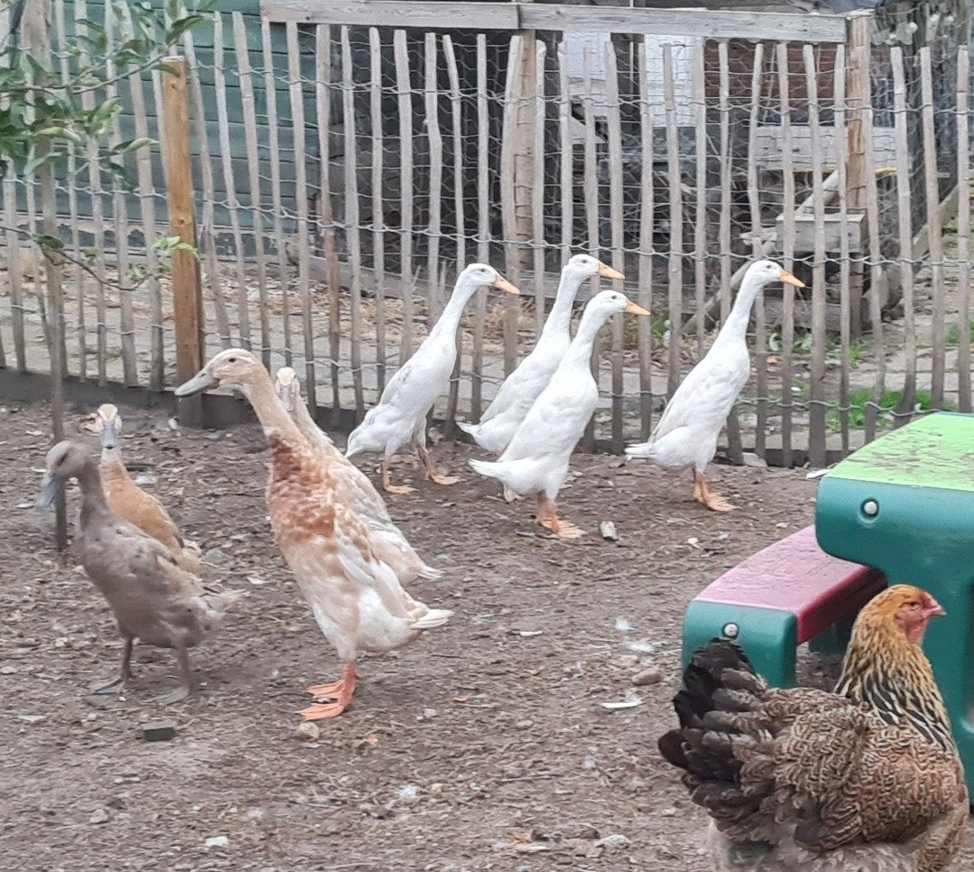 3 witte loopeens woerden., Dieren en Toebehoren, Meerdere dieren, Eend