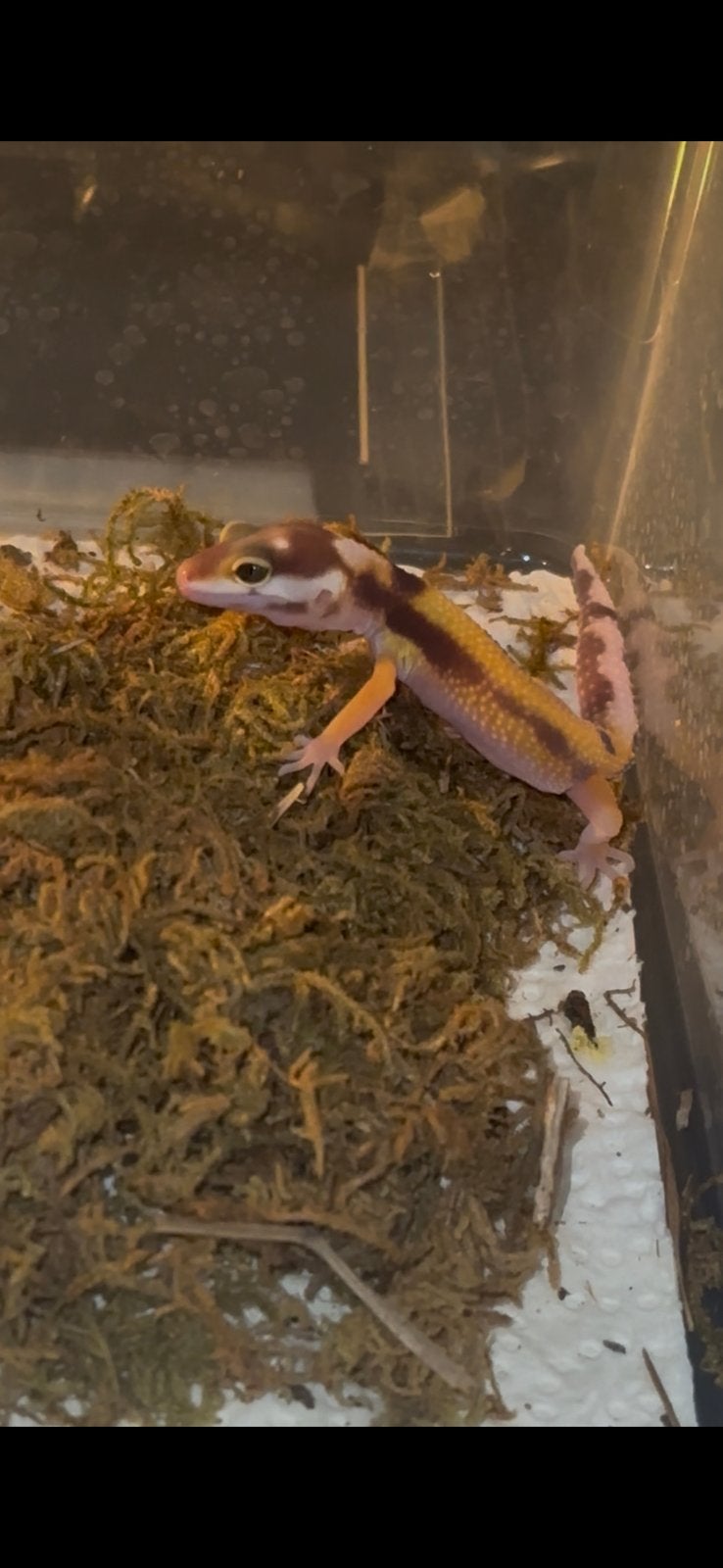 Luipaardgekko baby, Hagedis, 0 tot 2 jaar