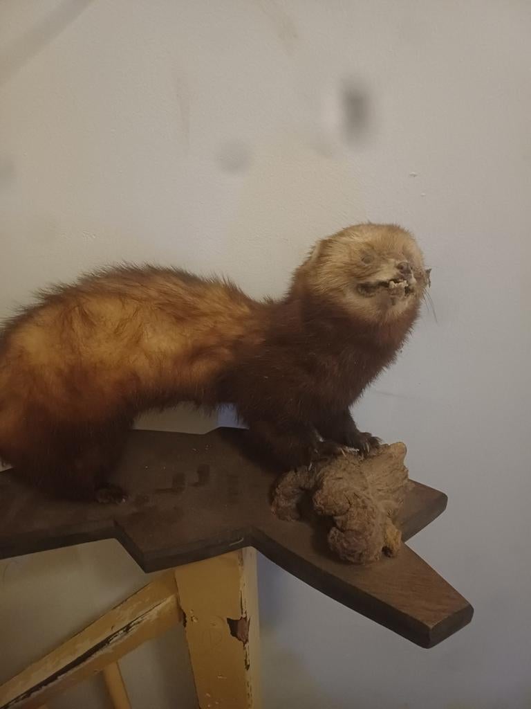 Opgezette oude bunzing, taxidermie, Ophalen of Verzenden, Zo goed als nieuw, Overige soorten, Opgezet dier
