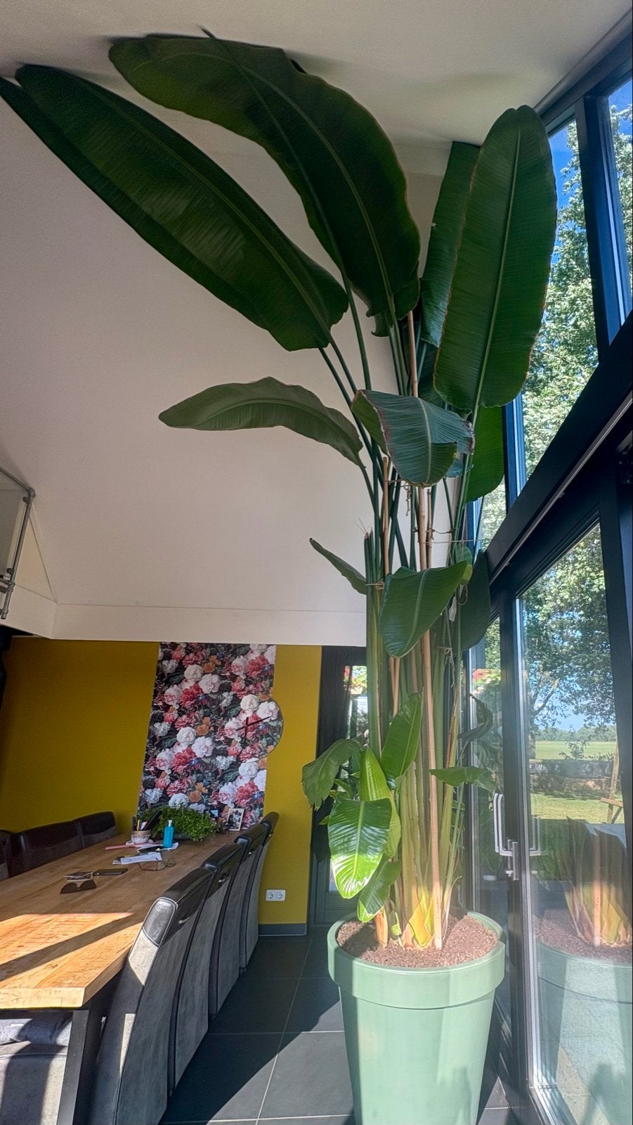 6 Meter!!Zeer grote Strelitzia Nicolai - Paradijsvogelplant, Ophalen, 200 cm of meer, Overige soorten, In pot