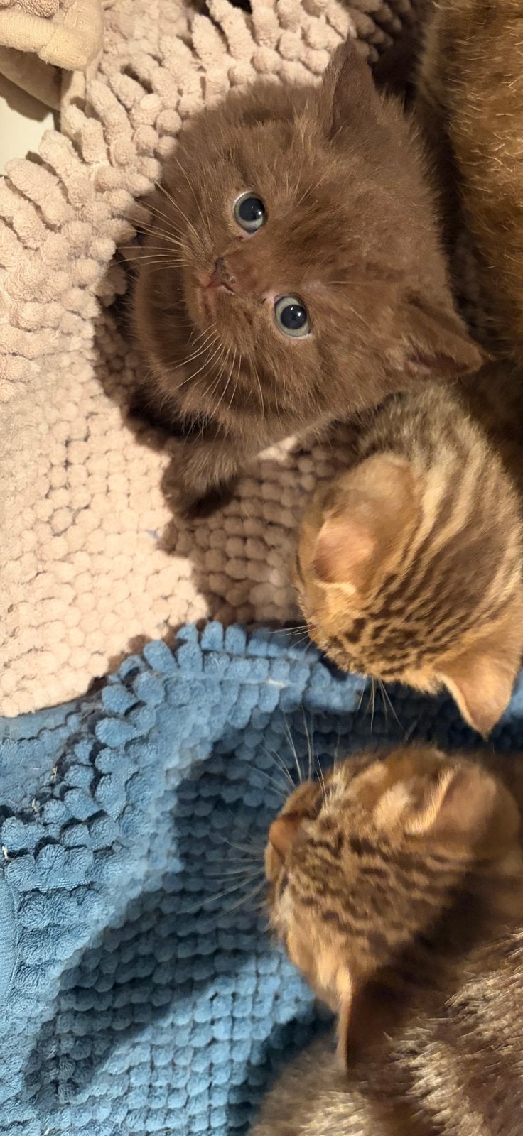 Britse korthaar kittens chocolate en golden-tabby, Meerdere dieren, Ontwormd, 0 tot 2 jaar