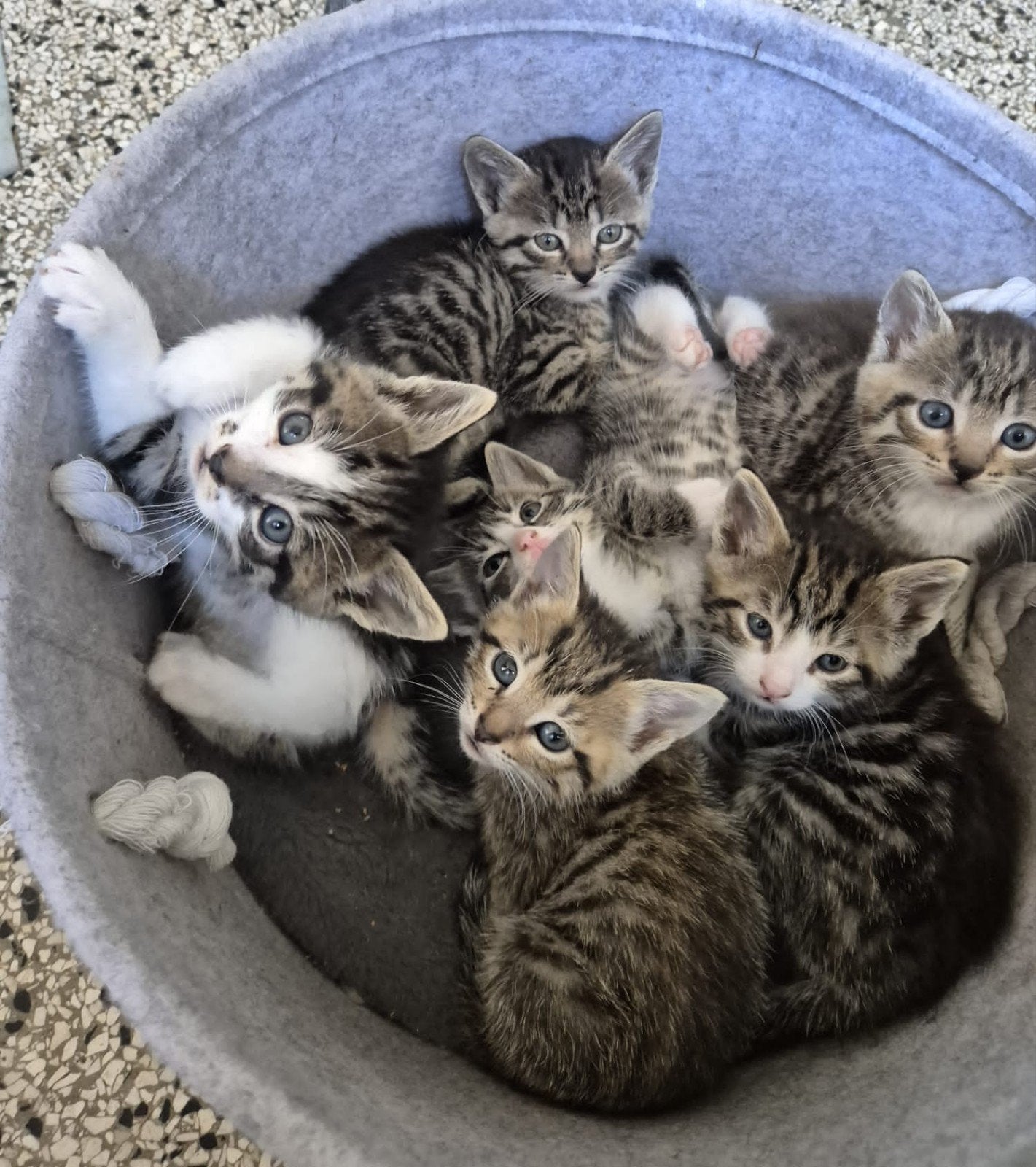 Kittens! Bengaal €900/ half-bengaal €250/ huiskat €70, Meerdere dieren, Kortharig, 0 tot 2 jaar