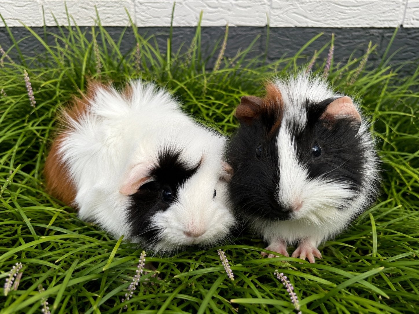 Laatste 2 knappe caviadames zoeken hun gouden mandje!, Cavia, Juli, Vrouwelijk, Tam