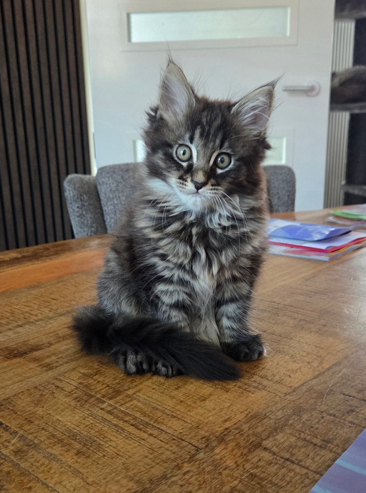 Maincoon kitten poesje Black Tabby, Poes, Gechipt
