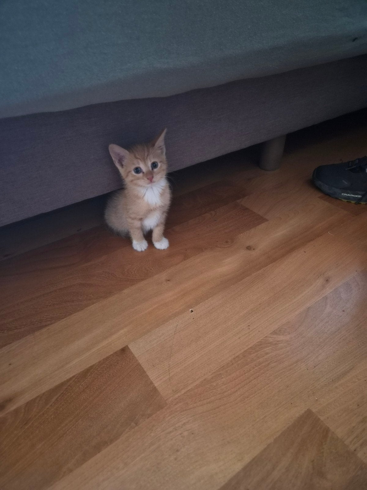 lieve vrouwelijke oranje kitten die je zelden ziet, Dieren en Toebehoren, Poes