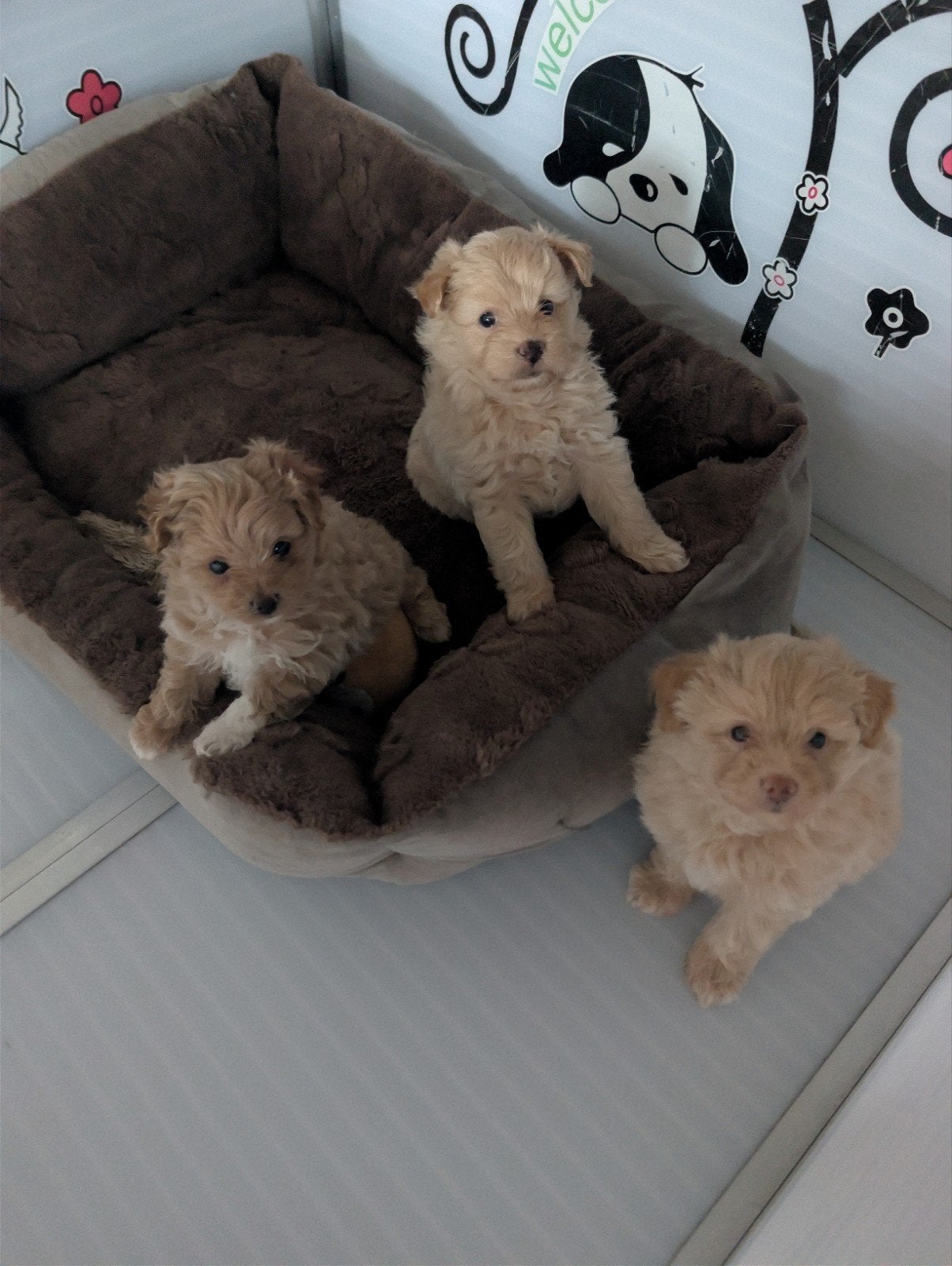 mooie pomapoo pups mama merle pomeriaan papa toy poedel, Keeshond, 8 tot 15 weken, Meerdere, Meerdere dieren