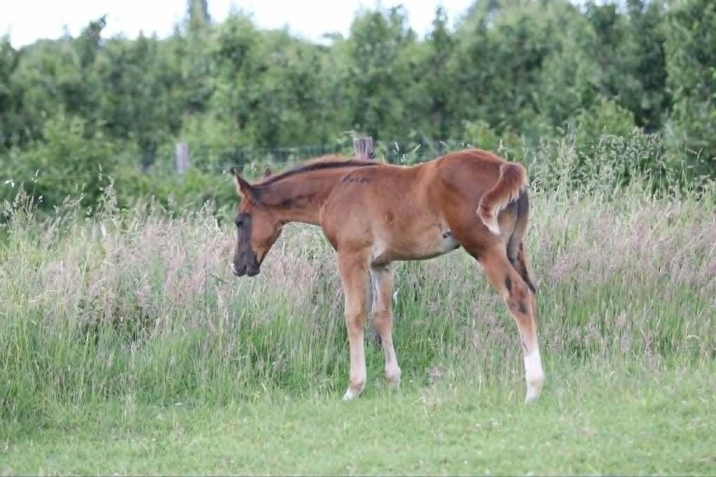 Hengstveulen van Mosito van het Hellehof van maart 2026, Springpaard, Met stamboom, Niet van toepassing, 0 tot 2 jaar
