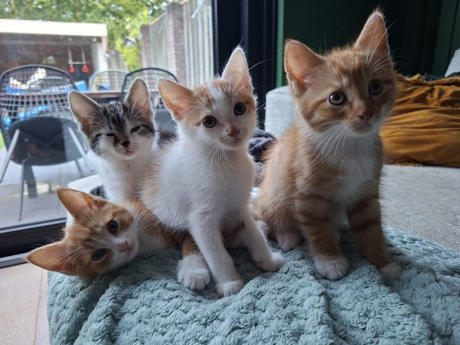 Kittens, rood-wit, zwart-wit, Europese korthaar, Meerdere dieren, Kortharig, 0 tot 2 jaar