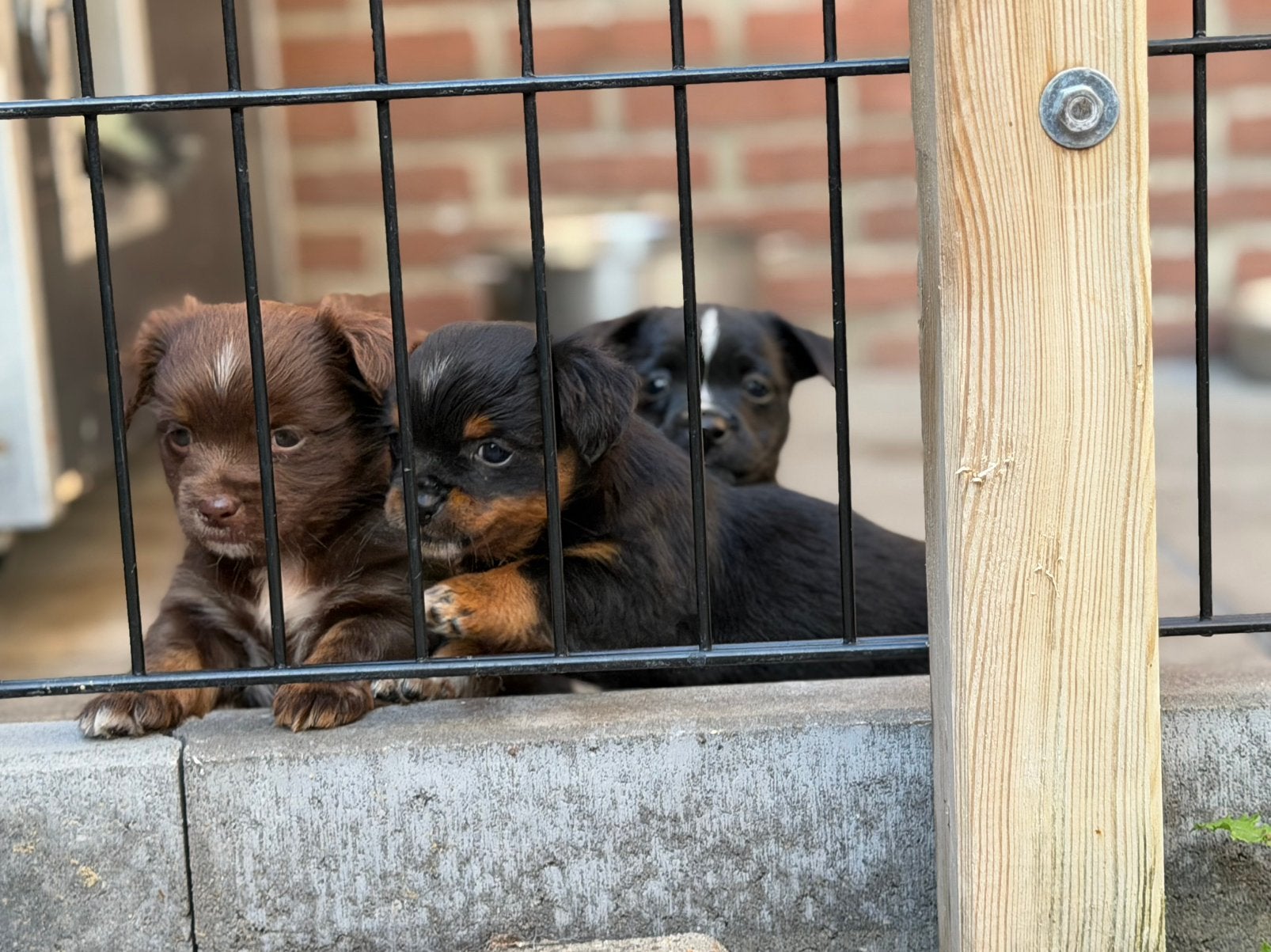 Dwergpincher/chihuahua X Jack russel, Overige rassen, 8 tot 15 weken, Parvo, Meerdere