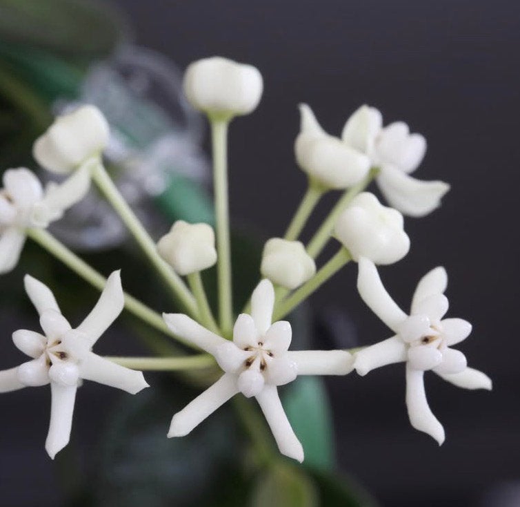 Hoya pulleana, Ophalen of Verzenden, Halfschaduw, Minder dan 100 cm