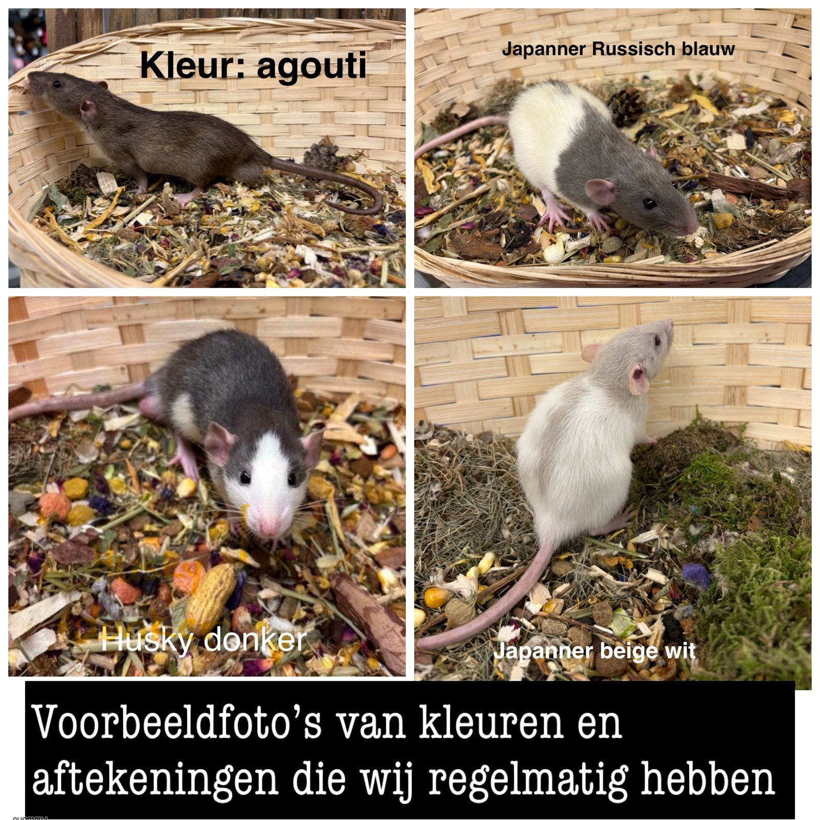 JONGE TAMME RATTEN # DUMBO#VROUW# MAN#RECHTREEKS VAN FOKKER, Dieren en Toebehoren, Rat, Augustus, Meerdere dieren, Tam