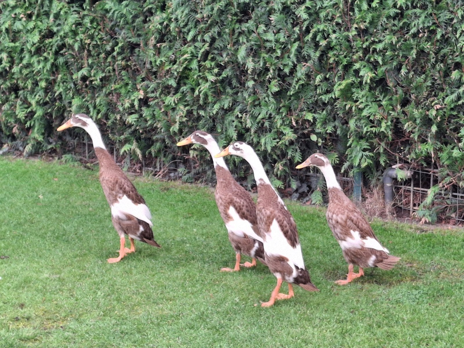 loopeenden, Dieren en Toebehoren