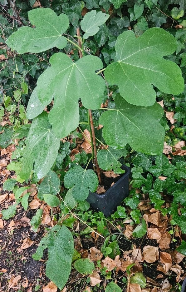 Vijgenboom, Tuin en Terras, Bloeit niet, Overige soorten, 100 tot 250 cm, Ophalen