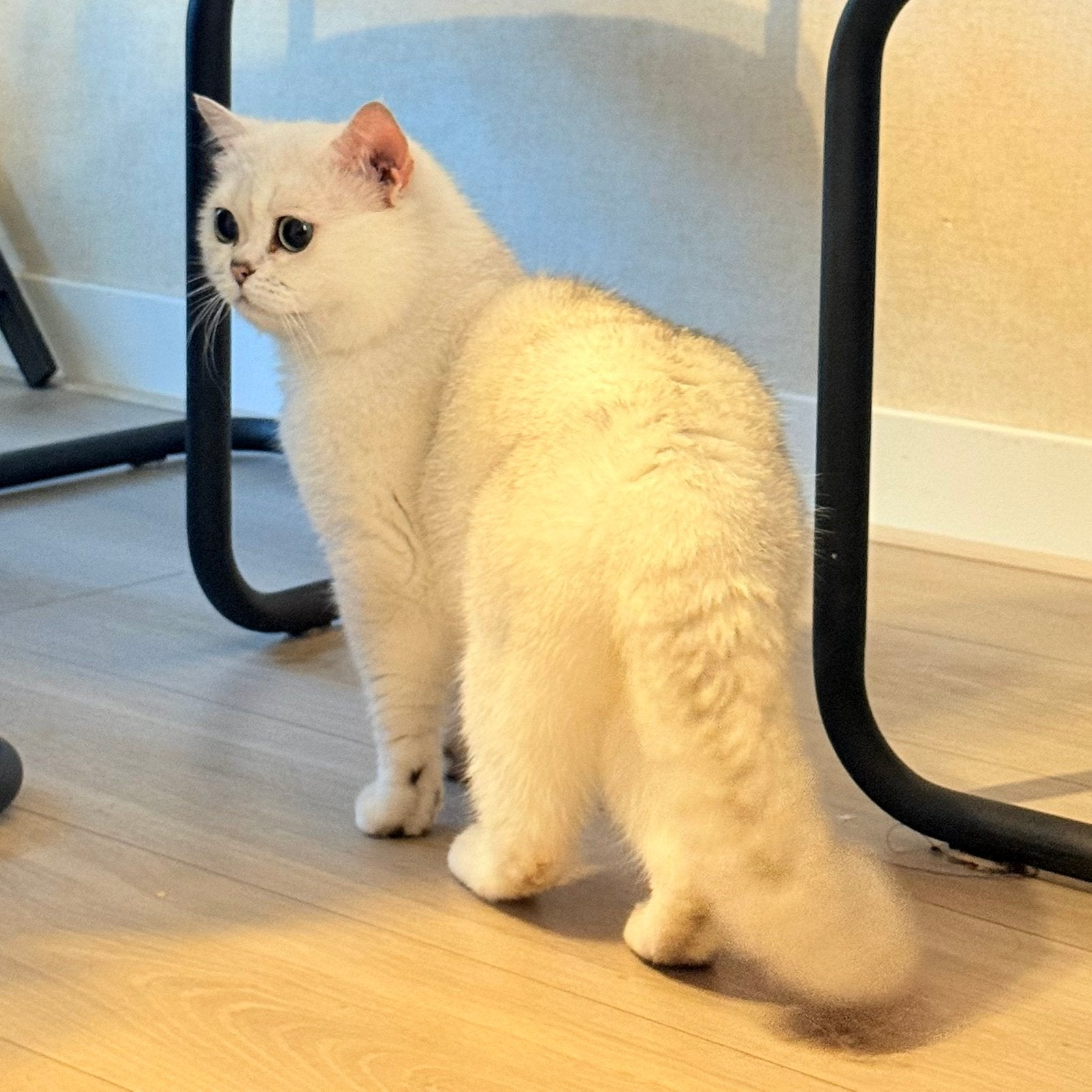 Britse Korthaar 4 Jaar Oud, Dieren en Toebehoren, Kater, 3 tot 5 jaar