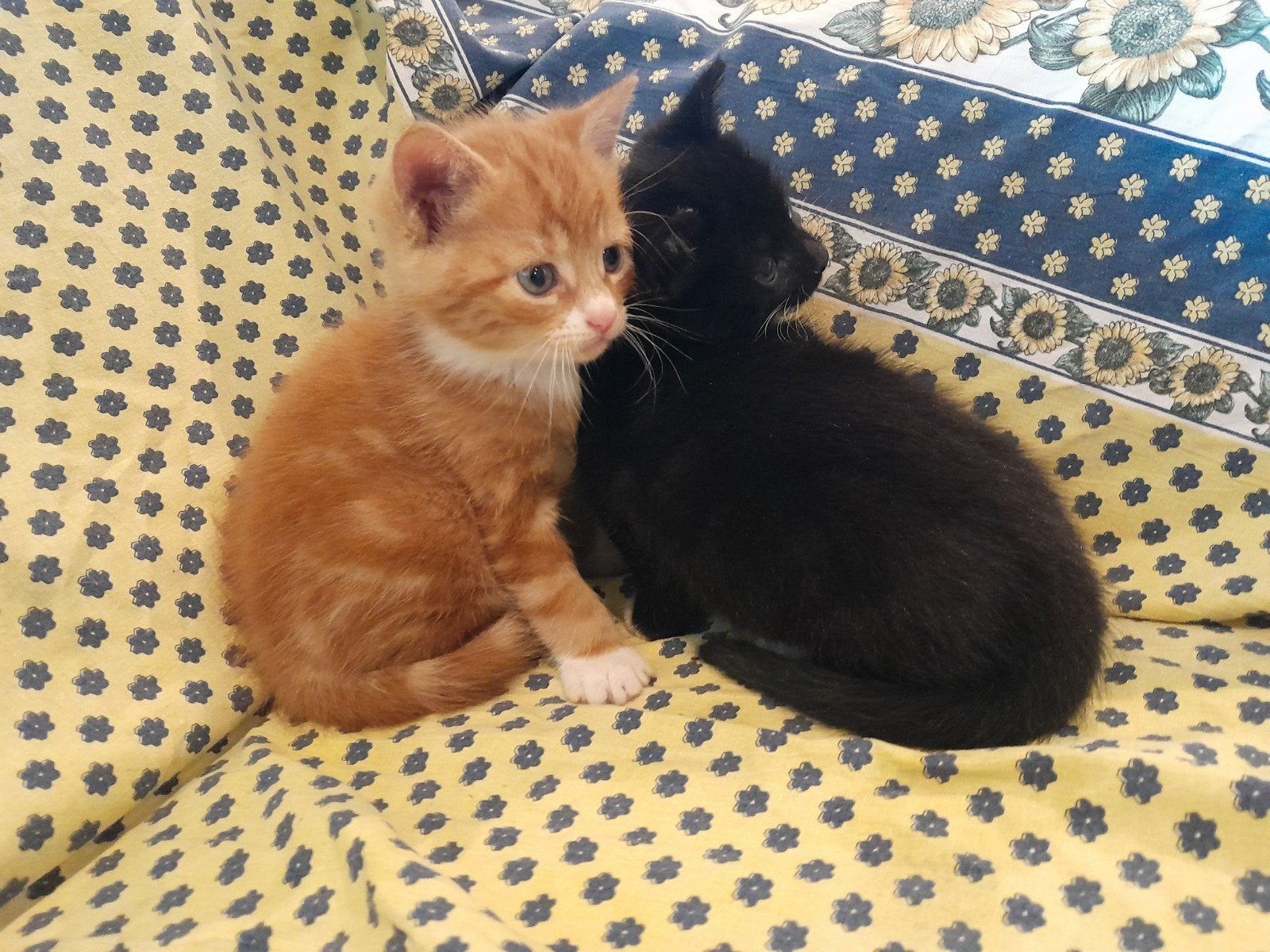 schitterende katertjes aangeboden, Kater, 0 tot 2 jaar