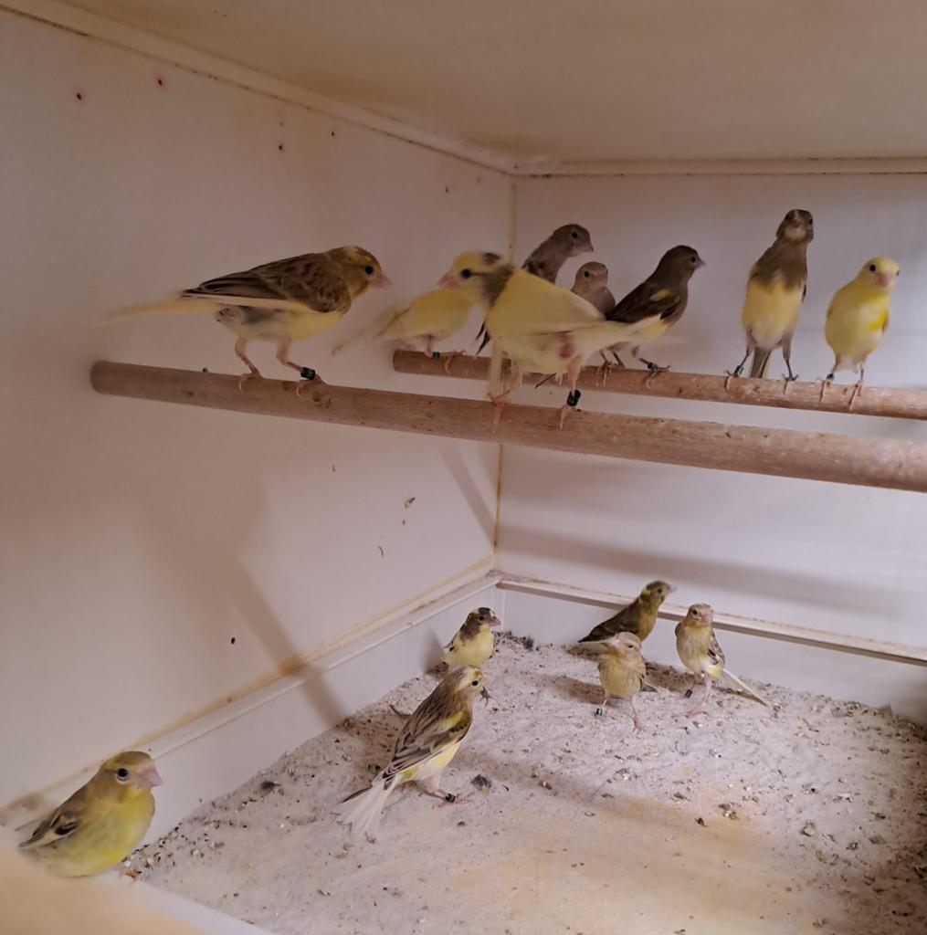 Kanaries - Raza espagnol, Dieren en Toebehoren, Meerdere dieren, Kleurkanarie