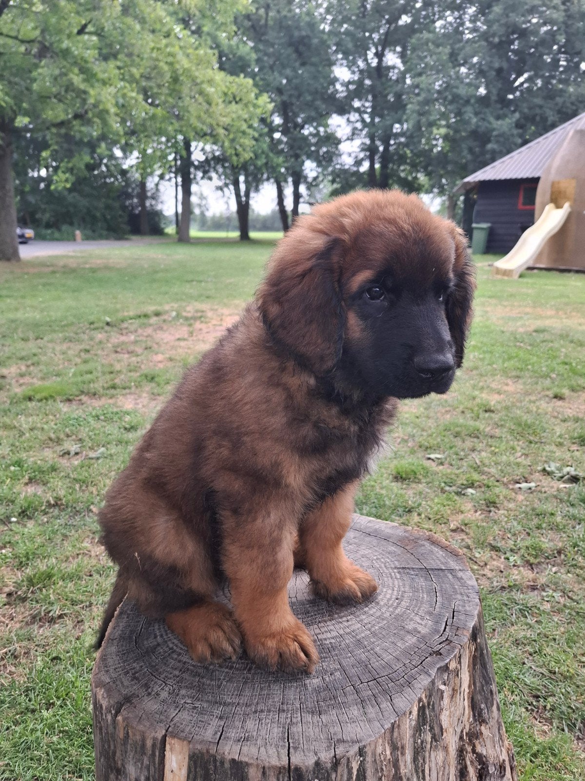 Leonberger labrador, Dieren en Toebehoren, 8 tot 15 weken, Labrador retriever, Parvo, Meerdere