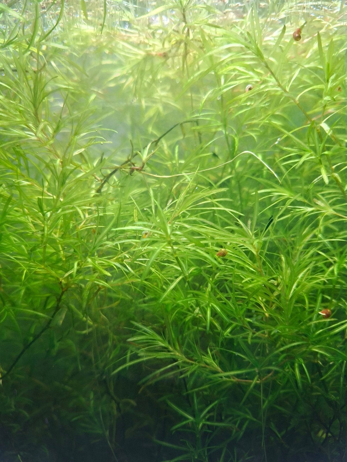 guppygras, Ophalen, Nieuw, Plant(en), Steen of Hout