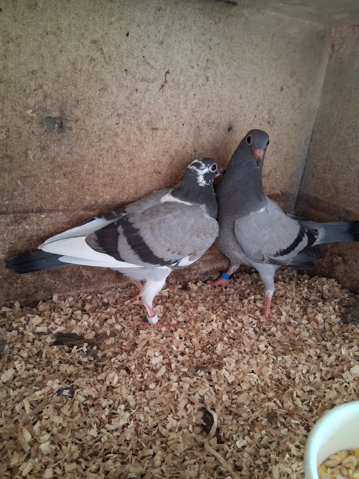 postduiven piepers en ouders, Meerdere dieren, Postduif
