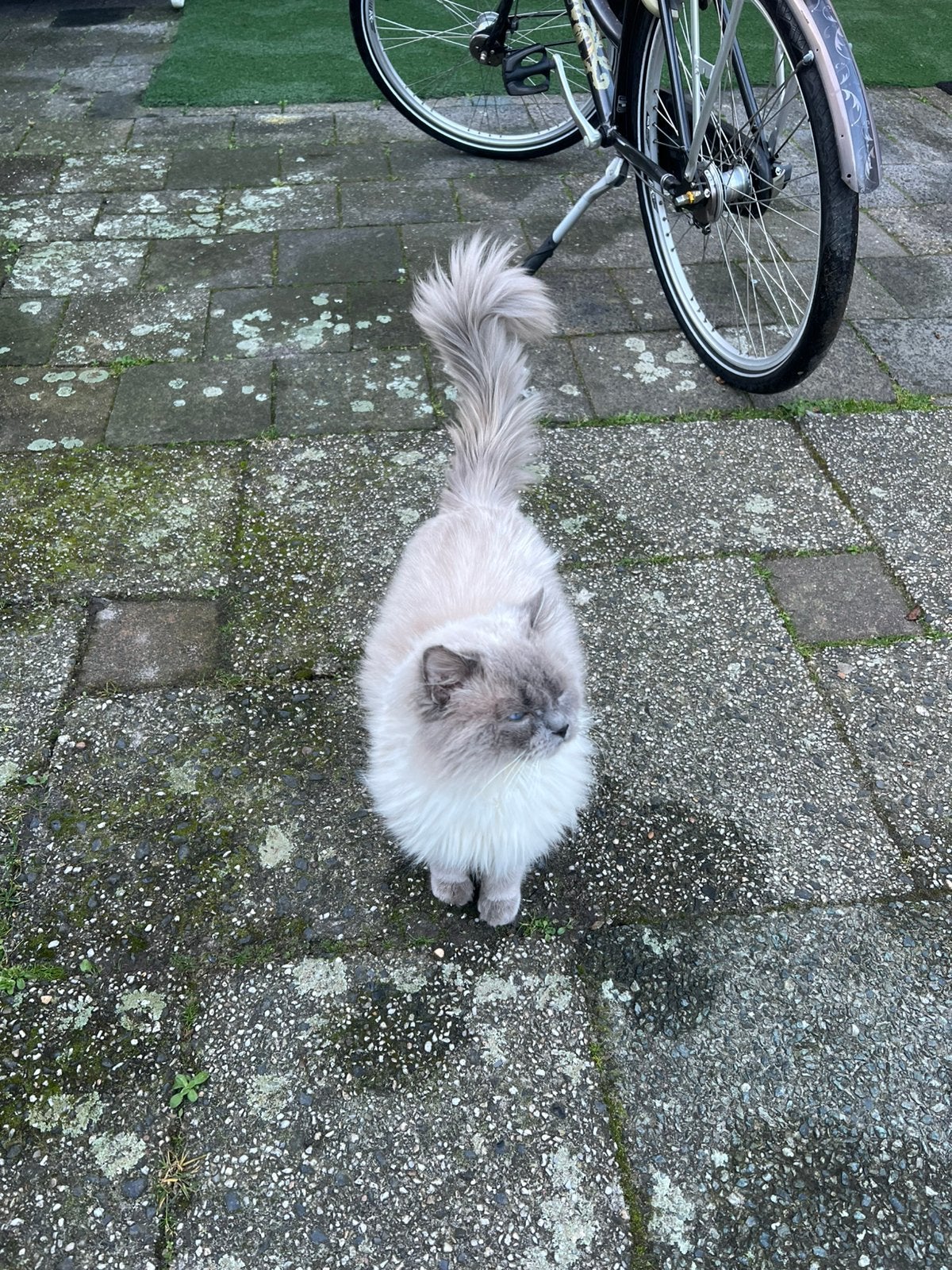 Ragdoll kater te koop