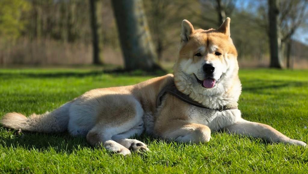 Akita Dekreu [NIET TE KOOP], Dieren en Toebehoren, Keeshond, Reu, CDV (hondenziekte), Eén hond