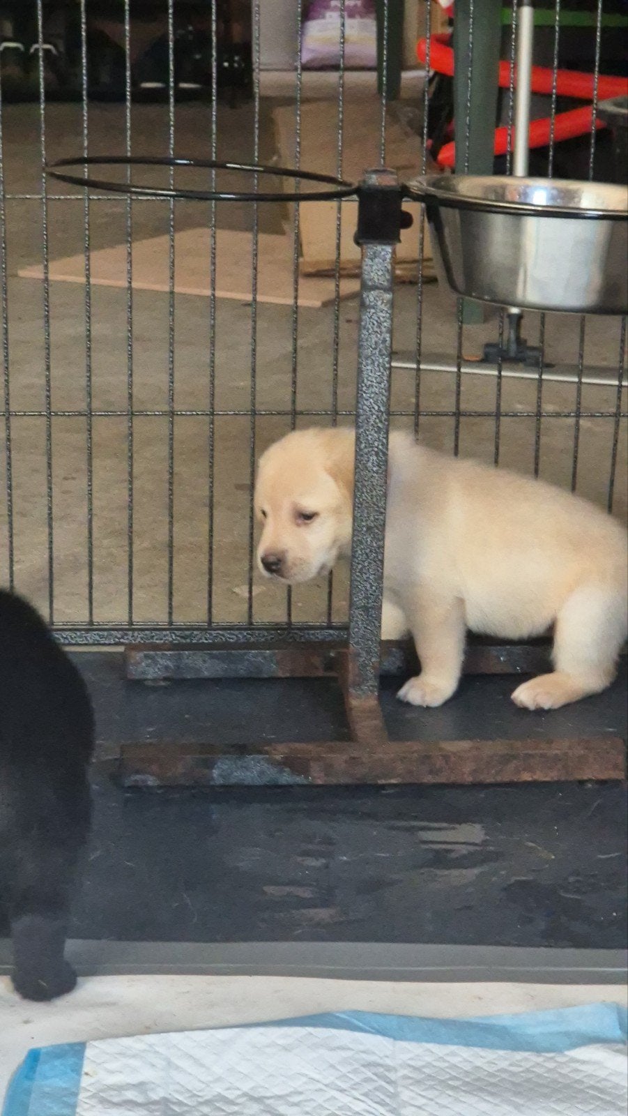 Labrador pups, Dieren en Toebehoren, Honden | Retrievers, Spaniëls en Waterhonden, 8 tot 15 weken, Labrador retriever, Parvo, Meerdere