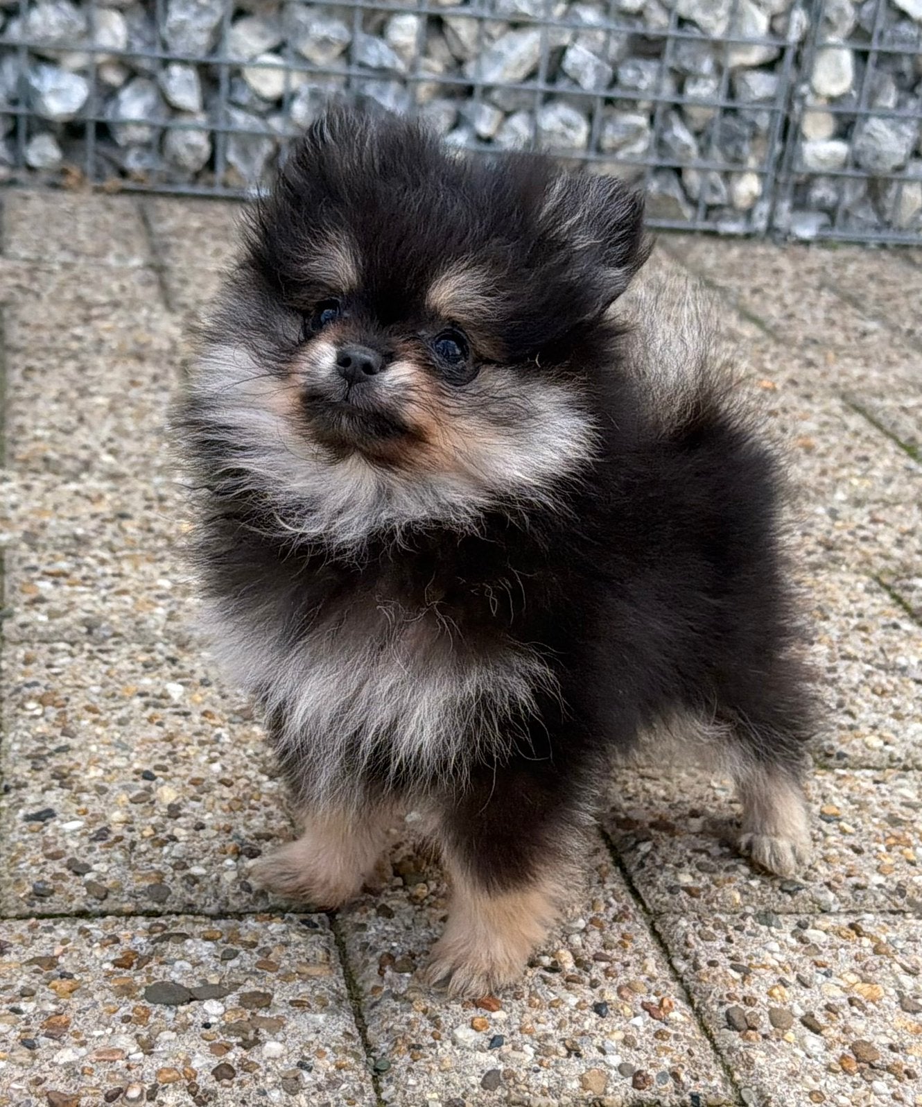 Pomeriaan puppy’s met NL FCI stamboom show kwaliteit, Keeshond, CDV (hondenziekte), 8 tot 15 weken, Meerdere