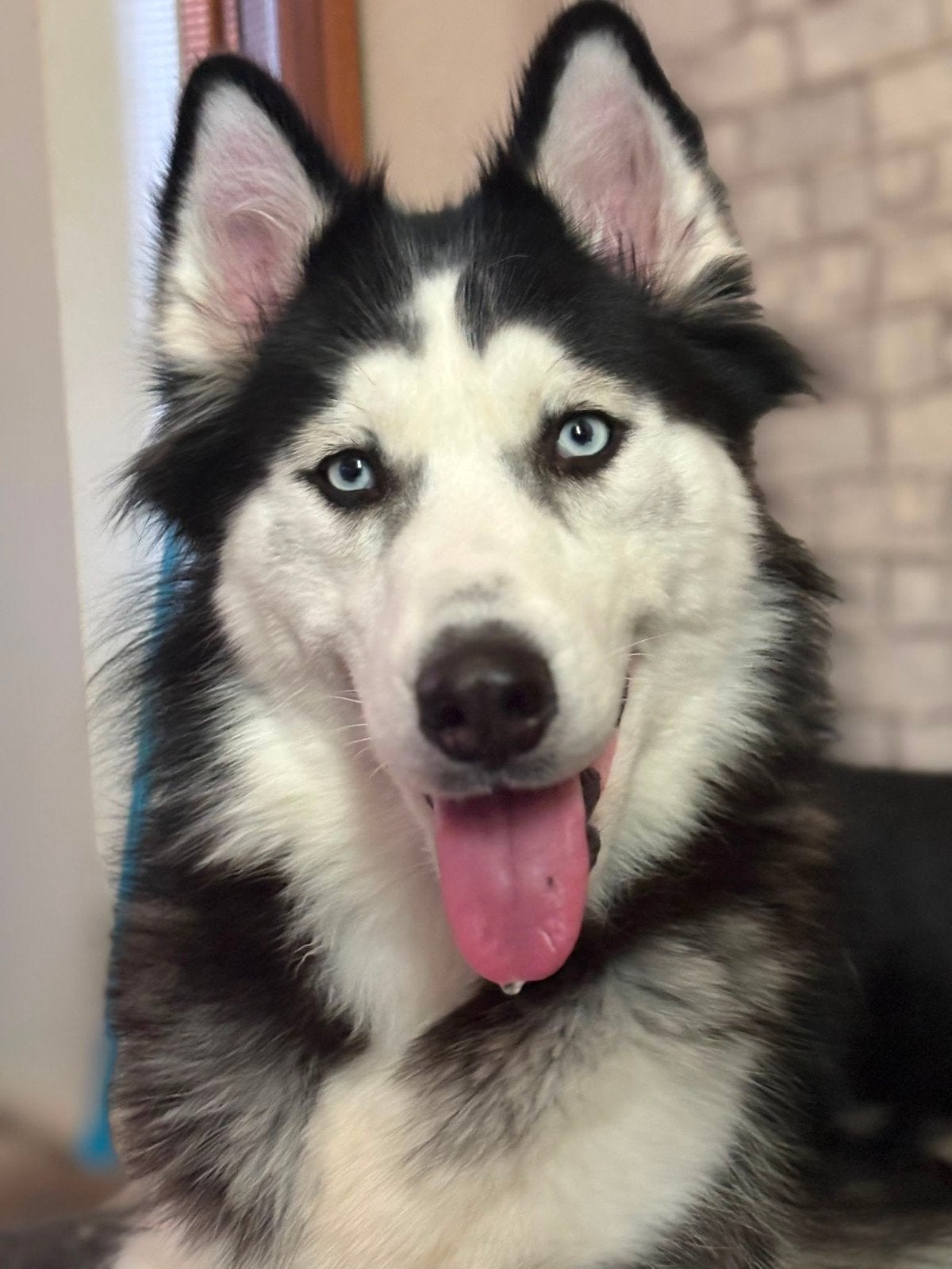 Siberische Husky - Teefje - 2 jaar, Dieren en Toebehoren, Honden | Poolhonden, Keeshonden en Oertypen, 1 tot 2 jaar, Teef, Poolhond