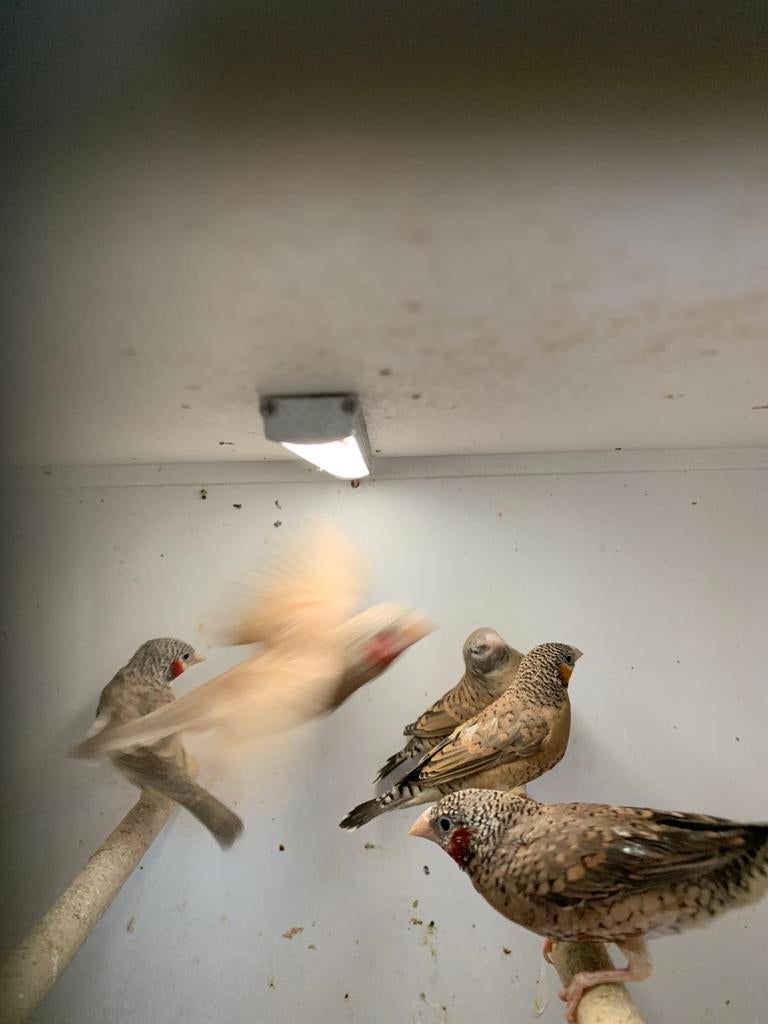bandvinkjes, Dieren en Toebehoren, Vogels | Kanaries, Meerdere dieren