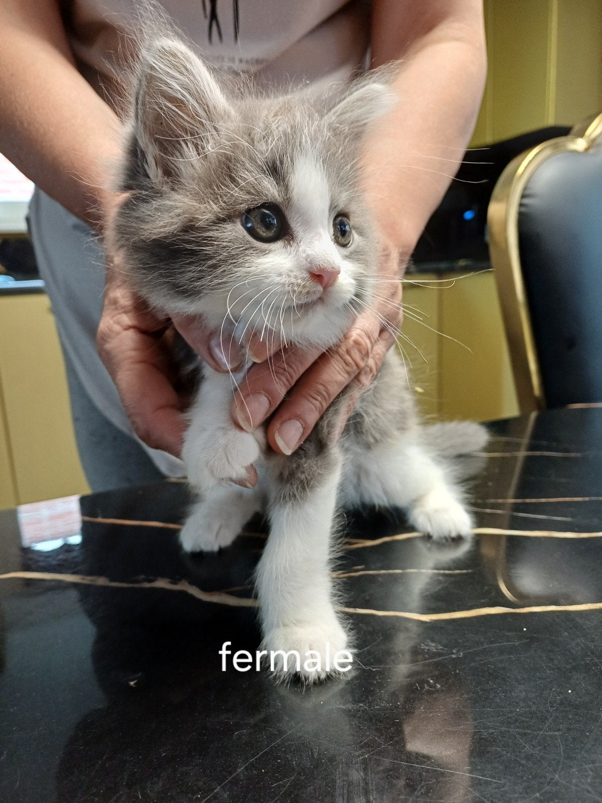 maine coon