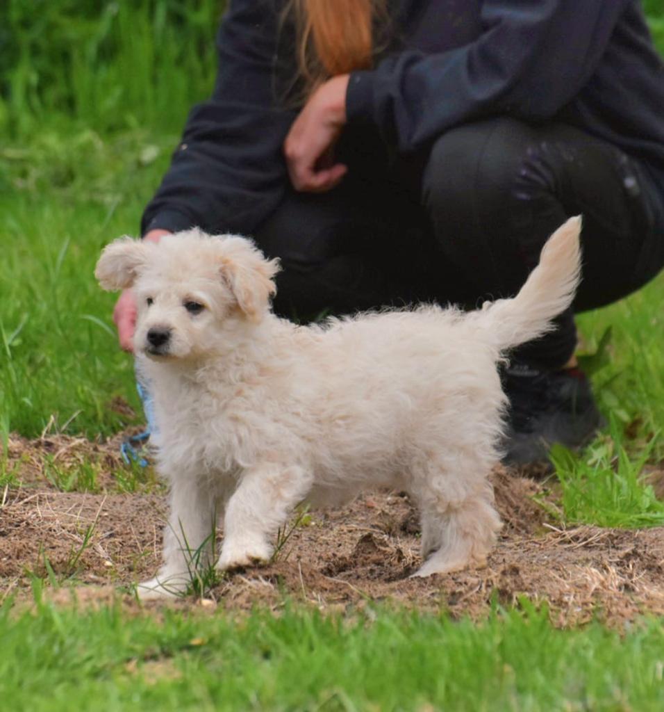 Prachtige Boomer dame (poedel x Maltezer/boomer), Parvo, Nederland, 8 tot 15 weken, Teef