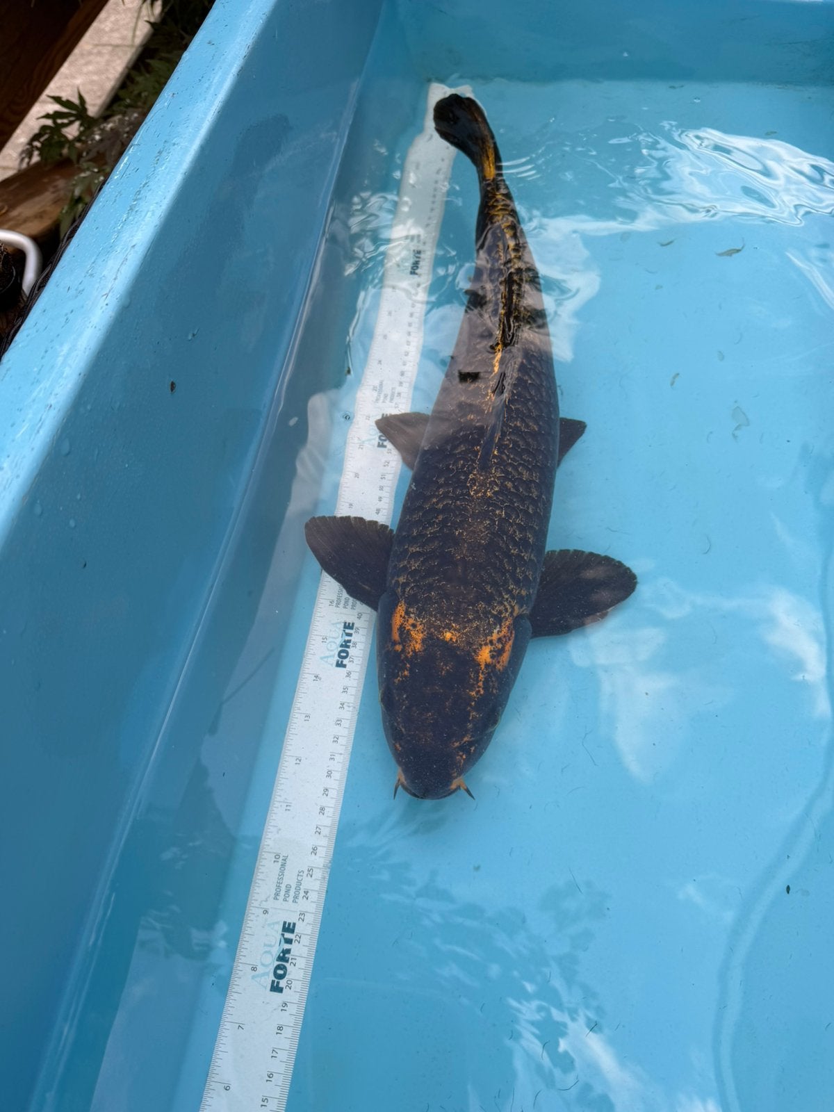 Kuro Matsuba Ogon koi, Dieren en Toebehoren, Vissen | Vijvervissen, Karper of Koi