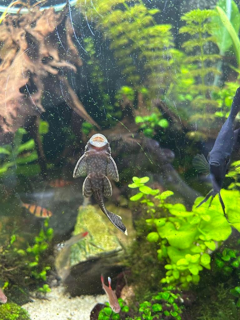 Koppel ancitrus, Dieren en Toebehoren, Vissen | Aquariumvissen, Vis