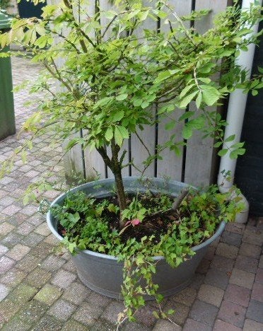 grote zinken teil met vaste planten, Tuin en Terras, Ophalen, Gebruikt, Metaal, Tuin