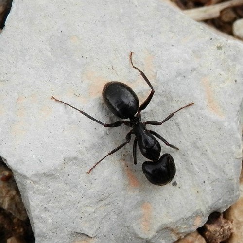 GEZOCHT: Lasius fulliginosus koninginnen., Dieren en Toebehoren, Mieren