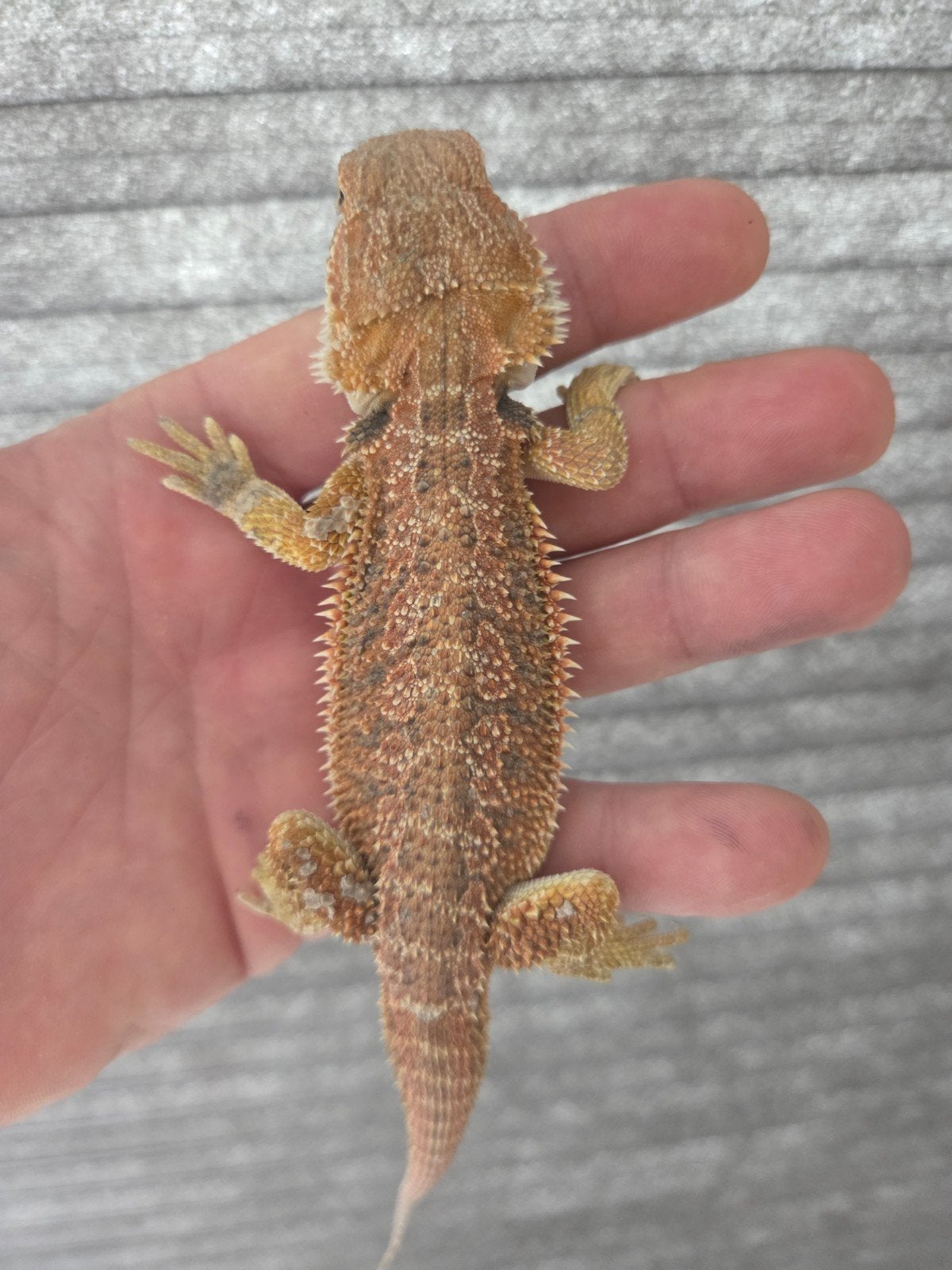 Baardagaam Pogona Vitticeps Red Orange Leatherback Bearded Dragon - male for sale from r.greven1983